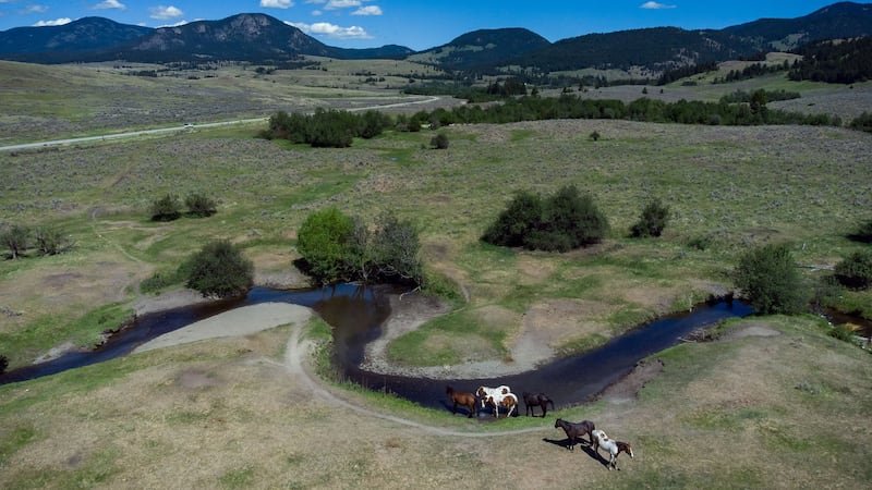 ‘We have to improve or we’ll die’: B.C. ranchers seek water solutions in long drought